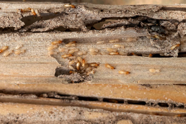 Bird Control in Athens, TX